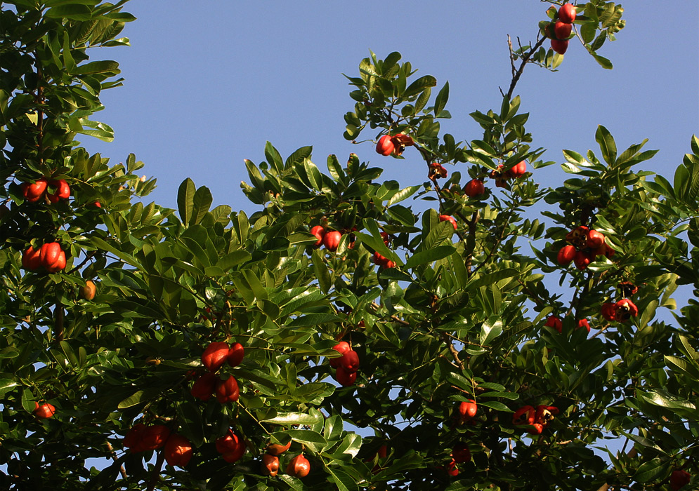 Syzygium samarangense